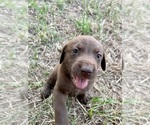 Small Photo #1 Labrador Retriever Puppy For Sale in GONZALES, TX, USA