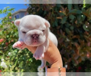 French Bulldog Puppy for sale in CUPERTINO, CA, USA