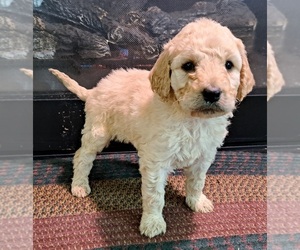 Medium Goldendoodle