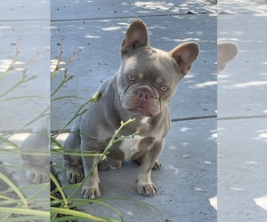 Father of the French Bulldog puppies born on 12/02/2022