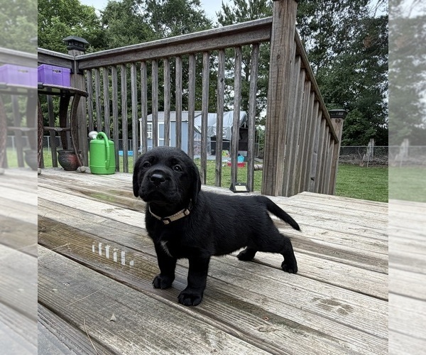 Medium Photo #3 Labrador Retriever Puppy For Sale in LIBERTY, SC, USA