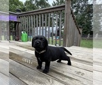 Small #2 Labrador Retriever