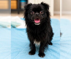 Chihuahua-Unknown Mix Dogs for adoption in Canton, CT, USA
