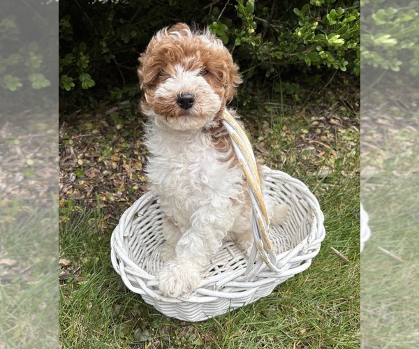 Medium Photo #2 Goldendoodle (Miniature) Puppy For Sale in MIDDLEBURY, IN, USA