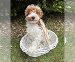 Small #1 Goldendoodle (Miniature)