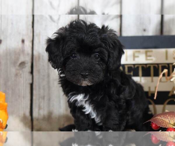 Medium Photo #2 Maltipoo Puppy For Sale in MOUNT VERNON, OH, USA