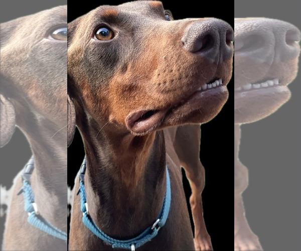 Medium Photo #3 Doberman Pinscher Puppy For Sale in Minneaoplis, MN, USA