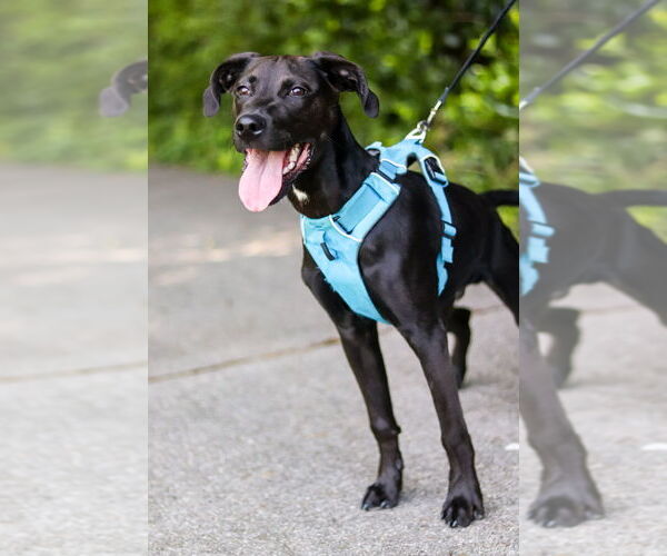 Medium Photo #4 Labrador Retriever-Unknown Mix Puppy For Sale in Raleigh, NC, USA