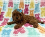 Small #5 Cavapoo (Miniature)
