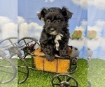 Small #11 YorkiePoo