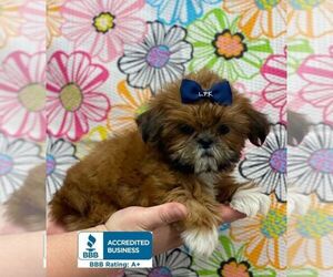 Shih Tzu Puppy for sale in WINNSBORO, LA, USA