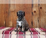Puppy 5 Irish Wolfhound-Poodle (Standard) Mix