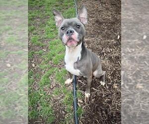 American Pit Bull Terrier-Unknown Mix Dogs for adoption in Plano, TX, USA