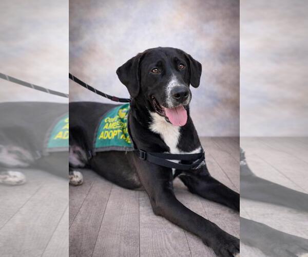 Medium Photo #5 Collie-Labrador Retriever Mix Puppy For Sale in Rockwall, TX, USA