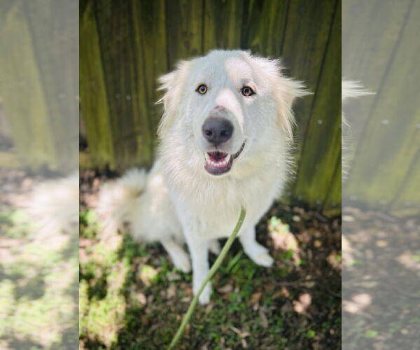 Medium Photo #3 Great Pyrenees Puppy For Sale in Spring, TX, USA