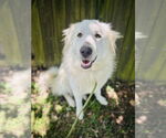 Small #2 Great Pyrenees