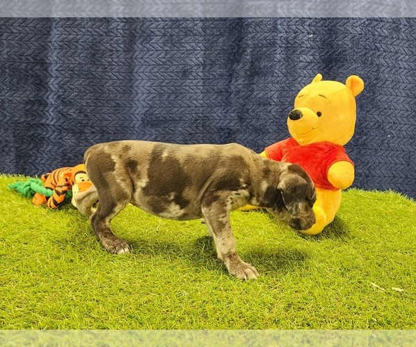 Medium Photo #3 Catahoula Leopard Dog Puppy For Sale in CUMBY, TX, USA