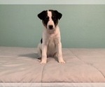 Small Photo #1 Australian Cattle Dog-Border Collie Mix Puppy For Sale in HILLSBORO, WI, USA