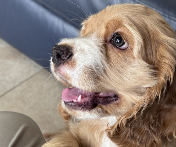 Medium Photo #1 Cocker Spaniel Puppy For Sale in WEST PALM BEACH, FL, USA