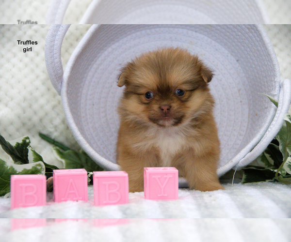 Medium Photo #16 Shiranian Puppy For Sale in CLARE, MI, USA