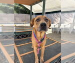 Small Labrador Retriever Mix