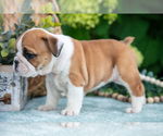 Small Photo #11 English Bulldog Puppy For Sale in MILLERSBURG, OH, USA