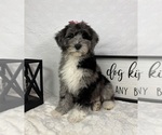 Small #4 Bernedoodle (Miniature)