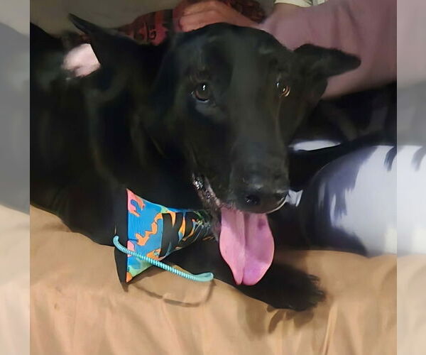 Medium Photo #5 Mutt Puppy For Sale in Imlay City, MI, USA