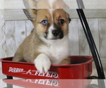 Puppy 1 Aussie-Corgi