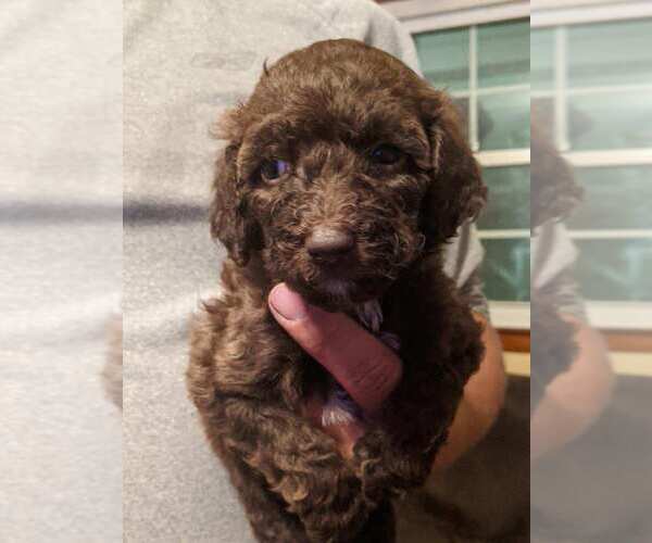 Medium Photo #1 Poodle (Standard) Puppy For Sale in SPENCER, TN, USA