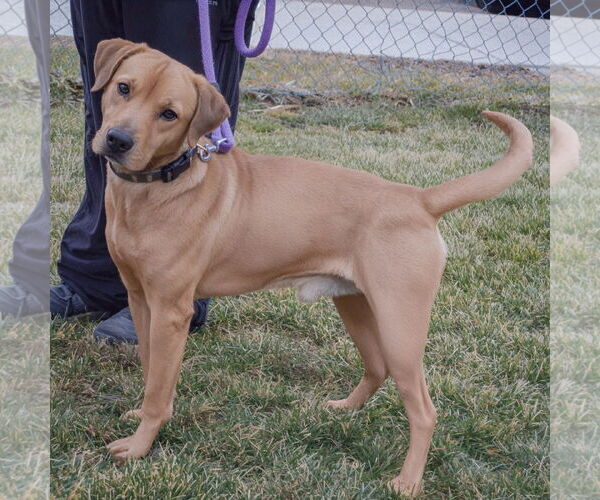 Medium Photo #2 Labrador Retriever-Rhodesian Ridgeback Mix Puppy For Sale in Huntley, IL, USA