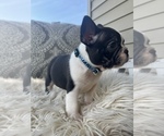 Small Photo #4 French Bulldog Puppy For Sale in DRY RIDGE, KY, USA