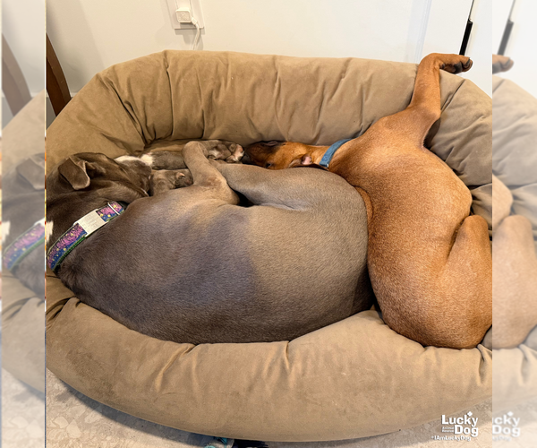 Medium Photo #8 Boxer-Unknown Mix Puppy For Sale in Washington, DC, USA