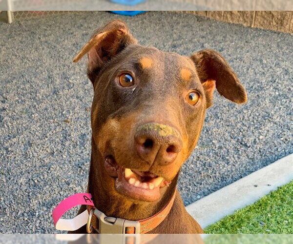Medium Photo #2 Doberman Pinscher-Unknown Mix Puppy For Sale in Moreno Valley, CA, USA