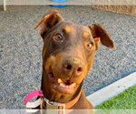 Small #1 Doberman Pinscher Mix