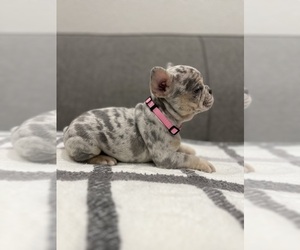 French Bulldog Puppy for sale in SACRAMENTO, CA, USA