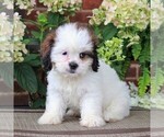 Small Photo #5 Cava-Tzu Puppy For Sale in GORDONVILLE, PA, USA