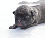 Small #3 Pug