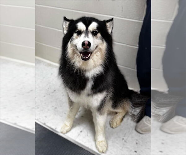 Medium Photo #1 Alaskan Malamute Puppy For Sale in New Albany, OH, USA