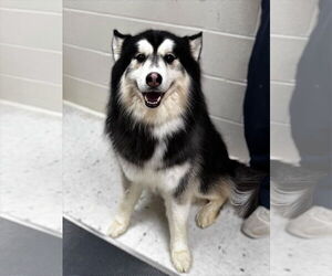 Alaskan Malamute Dogs for adoption in New Albany, OH, USA