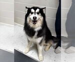 Small Alaskan Malamute