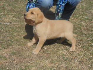 Labrador Retriever Puppy for sale in SANTA FE, NM, USA