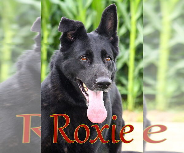 Medium Photo #4 German Shepherd Dog Puppy For Sale in Evansville, IN, USA
