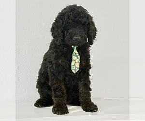 Poodle (Standard) Puppy for sale in PORTERVILLE, CA, USA