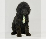 Image preview for Ad Listing. Nickname: Jet black