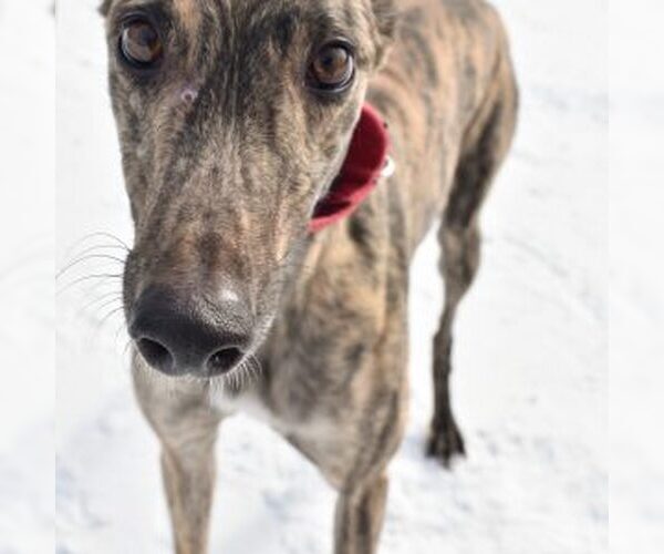 Medium Photo #1 Greyhound Puppy For Sale in Grandville, MI, USA