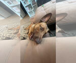 Small #2 Labrador Retriever Mix
