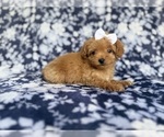 Small #4 Cockapoo (Miniature)