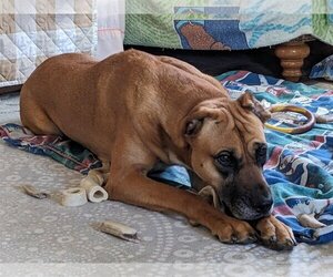 Black Mouth Cur-Greyhound Mix Dogs for adoption in Minneapolis, MN, USA
