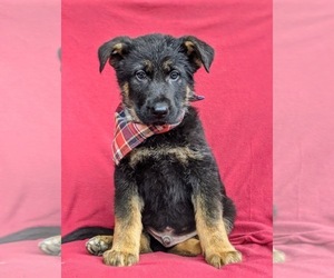 German Shepherd Dog Puppy for sale in LANCASTER, PA, USA